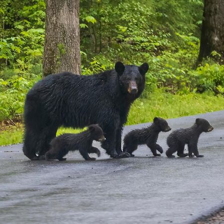 Вилла Brentwood Севьервилл Экстерьер фото